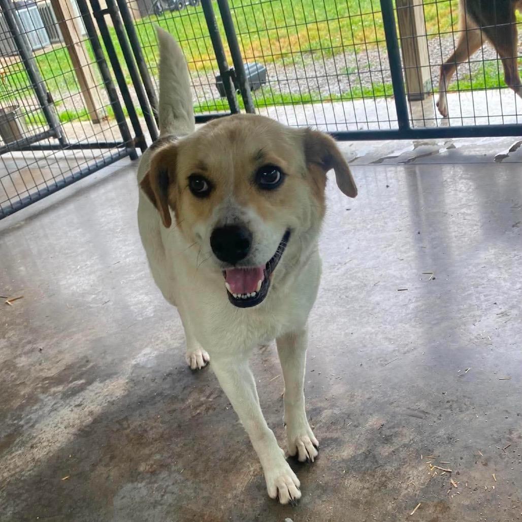 Enlarge Oasis, a Adoptable mixed breed in Caryville, TN image 1/6