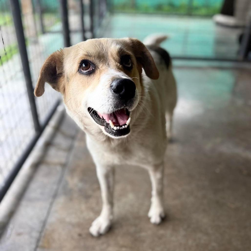Enlarge Oasis, a Adoptable mixed breed in Caryville, TN image 2/6