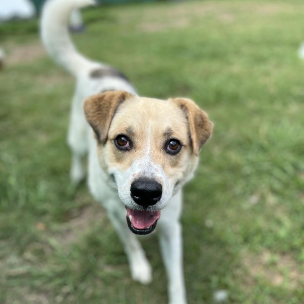 Enlarge Oasis, a Adoptable mixed breed in Caryville, TN image 3/6