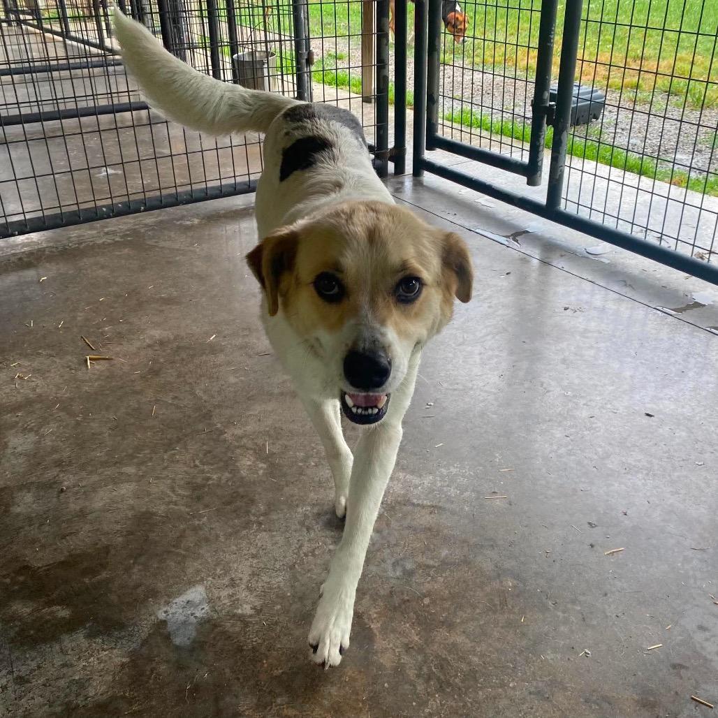 Enlarge Oasis, a Adoptable mixed breed in Caryville, TN image 4/6