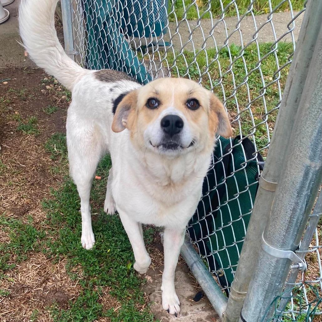Enlarge Oasis, a Adoptable mixed breed in Caryville, TN image 5/6