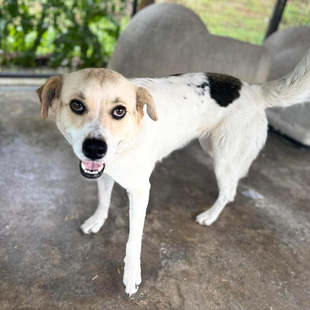 Enlarge Oasis, a Adoptable mixed breed in Caryville, TN image 6/6