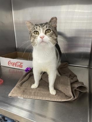 Mercury, Adoptable, Young Male Domestic Short Hair.