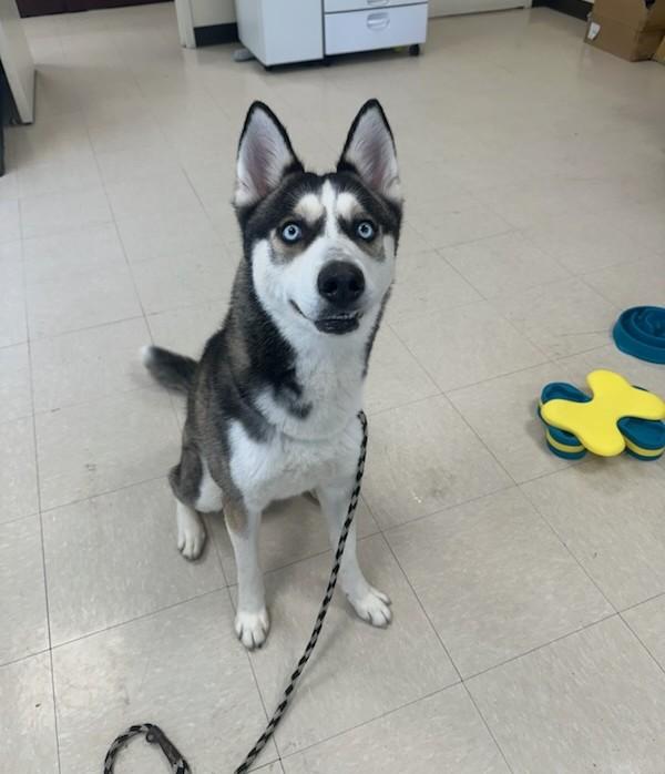 Enlarge Zuko, a ADOPTABLE Husky in Clayton, NJ image 2/2