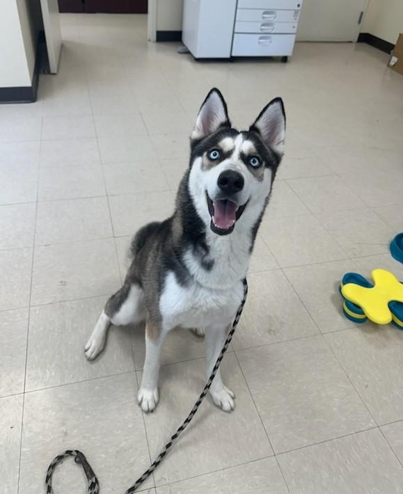 Enlarge Zuko, a ADOPTABLE Husky in Clayton, NJ image 1/2