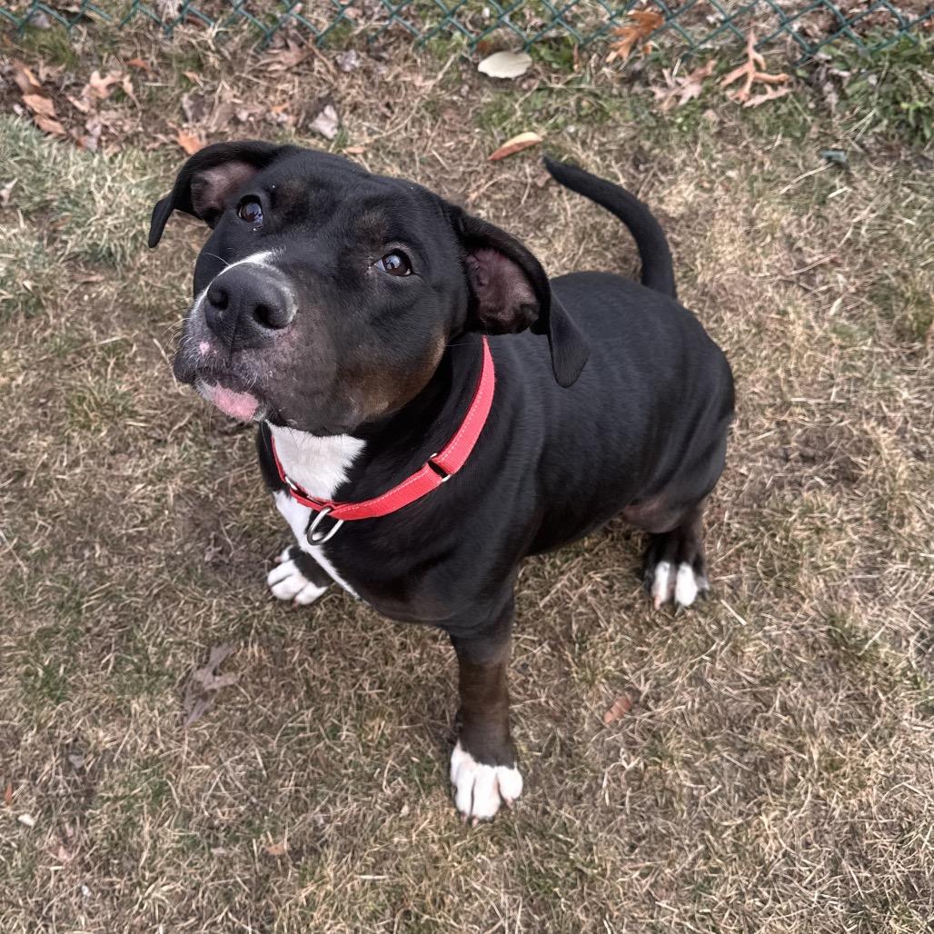 Enlarge Reese (In Foster), a Adoptable Mixed Breed in Vineland, NJ image 1/4