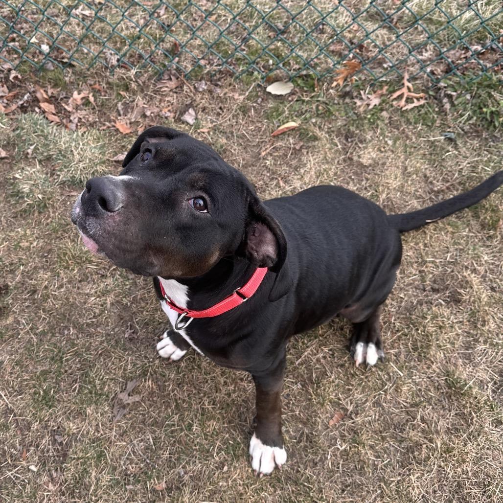 Enlarge Reese (In Foster), a Adoptable Mixed Breed in Vineland, NJ image 2/4