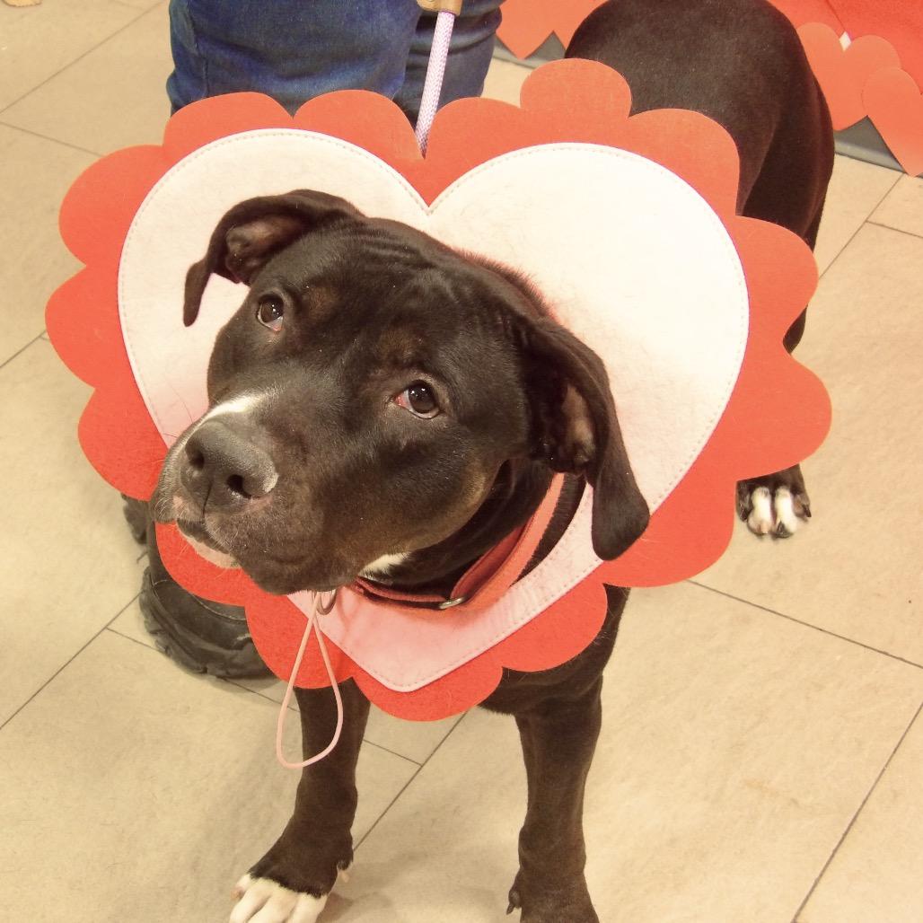 Enlarge Reese (In Foster), a Adoptable Mixed Breed in Vineland, NJ image 3/4