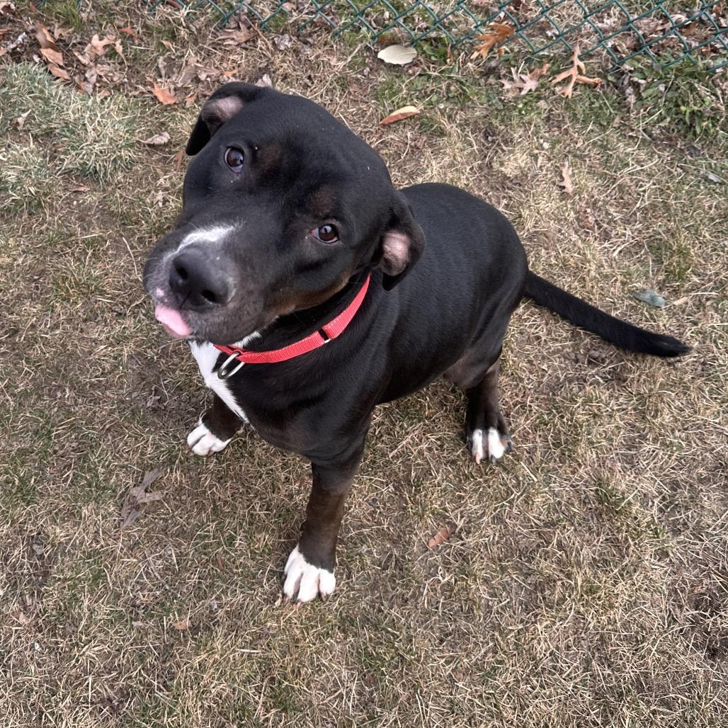 Enlarge Reese (In Foster), a Adoptable Mixed Breed in Vineland, NJ image 4/4