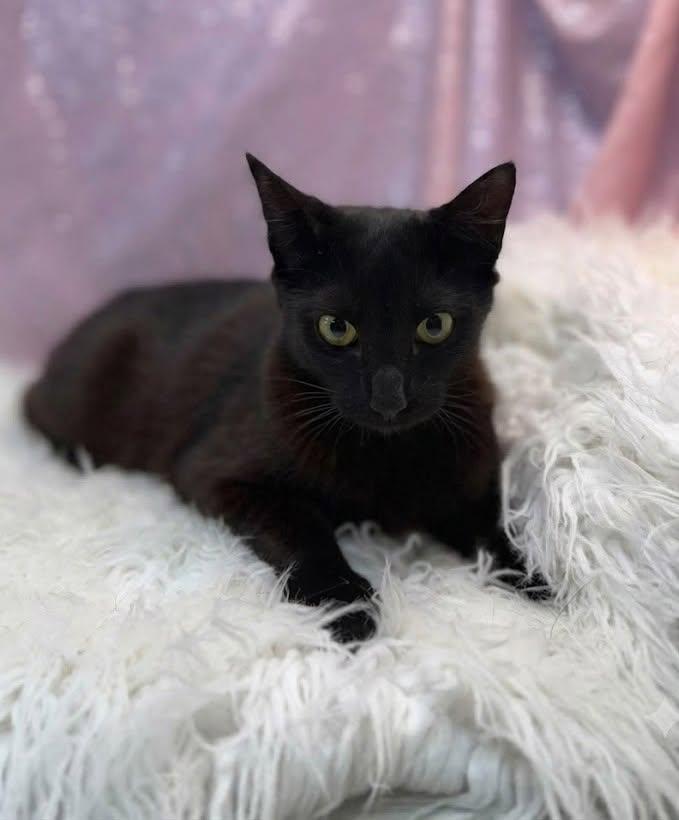 Enlarge Olivia, a Adoptable Domestic Short Hair in Clarkesville, GA image 1/2