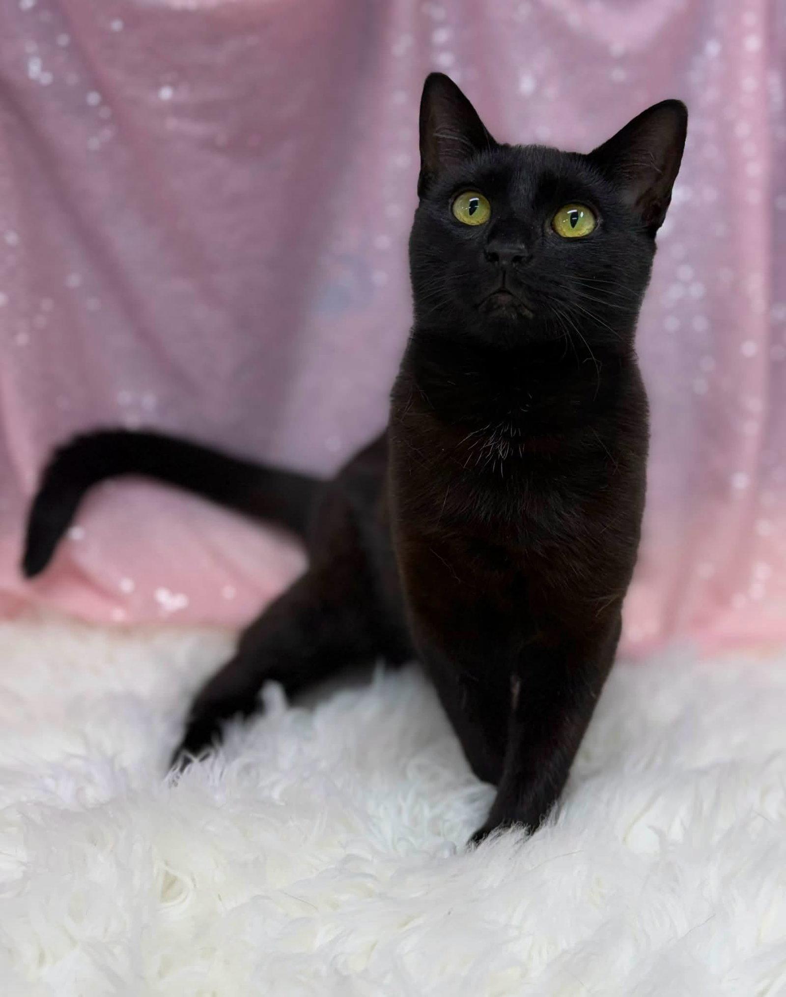 Enlarge Olivia, a Adoptable Domestic Short Hair in Clarkesville, GA image 2/2