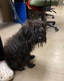 Wishbone, adopted, Adult Male Schnauzer.