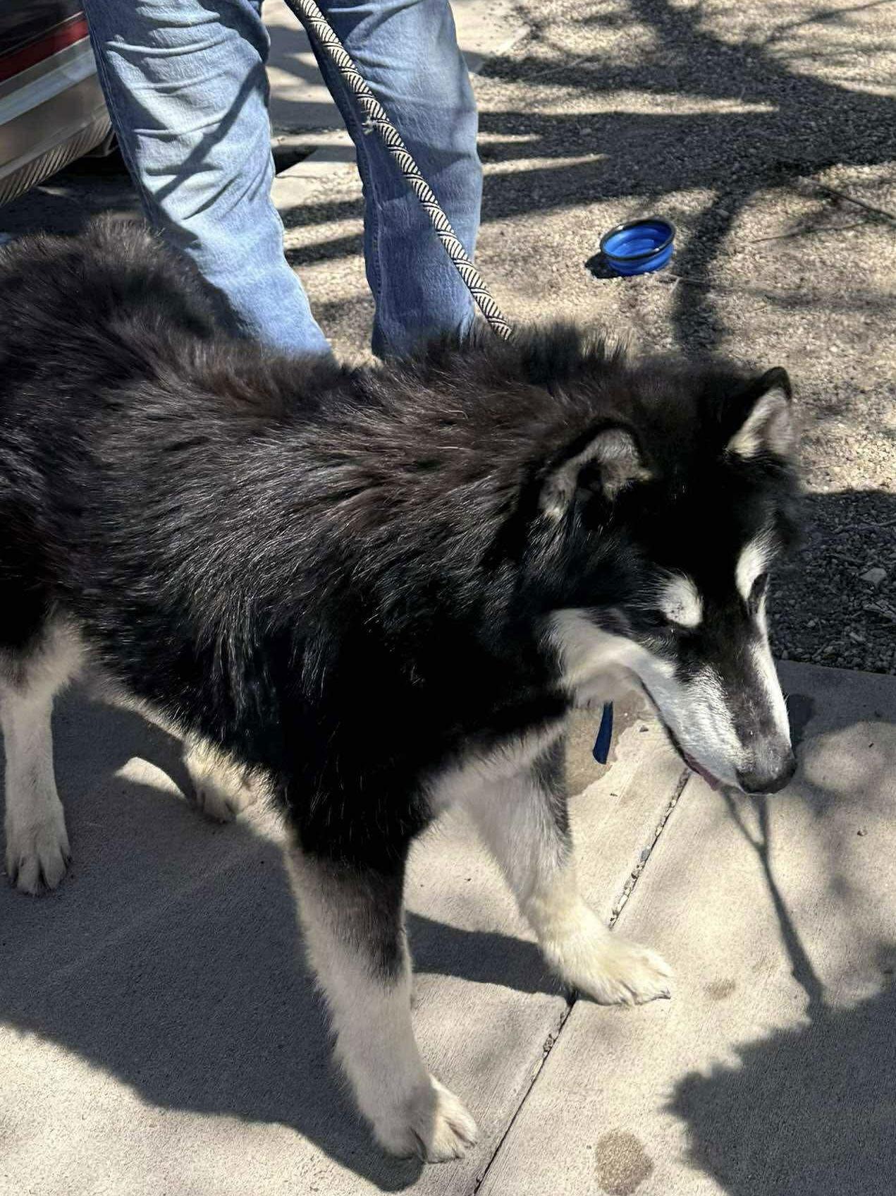 Buck, Adopted, Senior Male Siberian Husky.