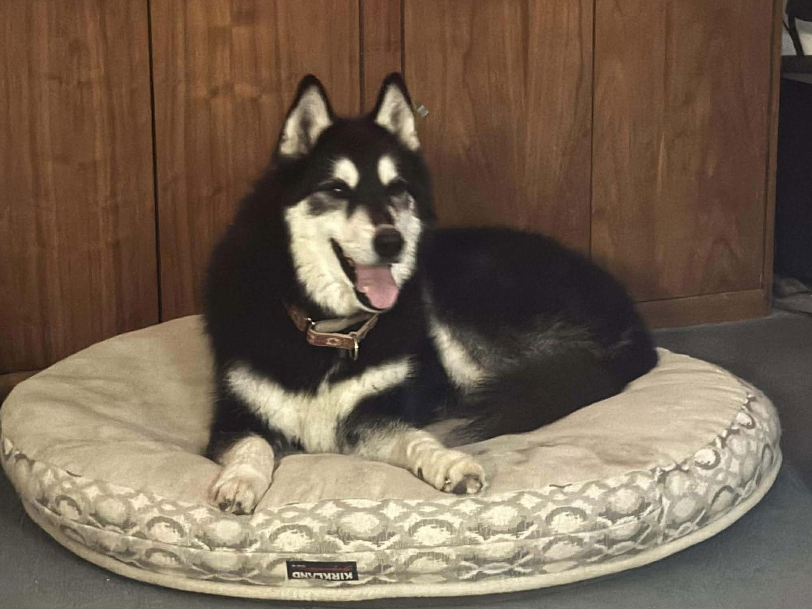 Enlarge Buck, a Adopted Siberian Husky in Cedar Crest, NM image 2/3