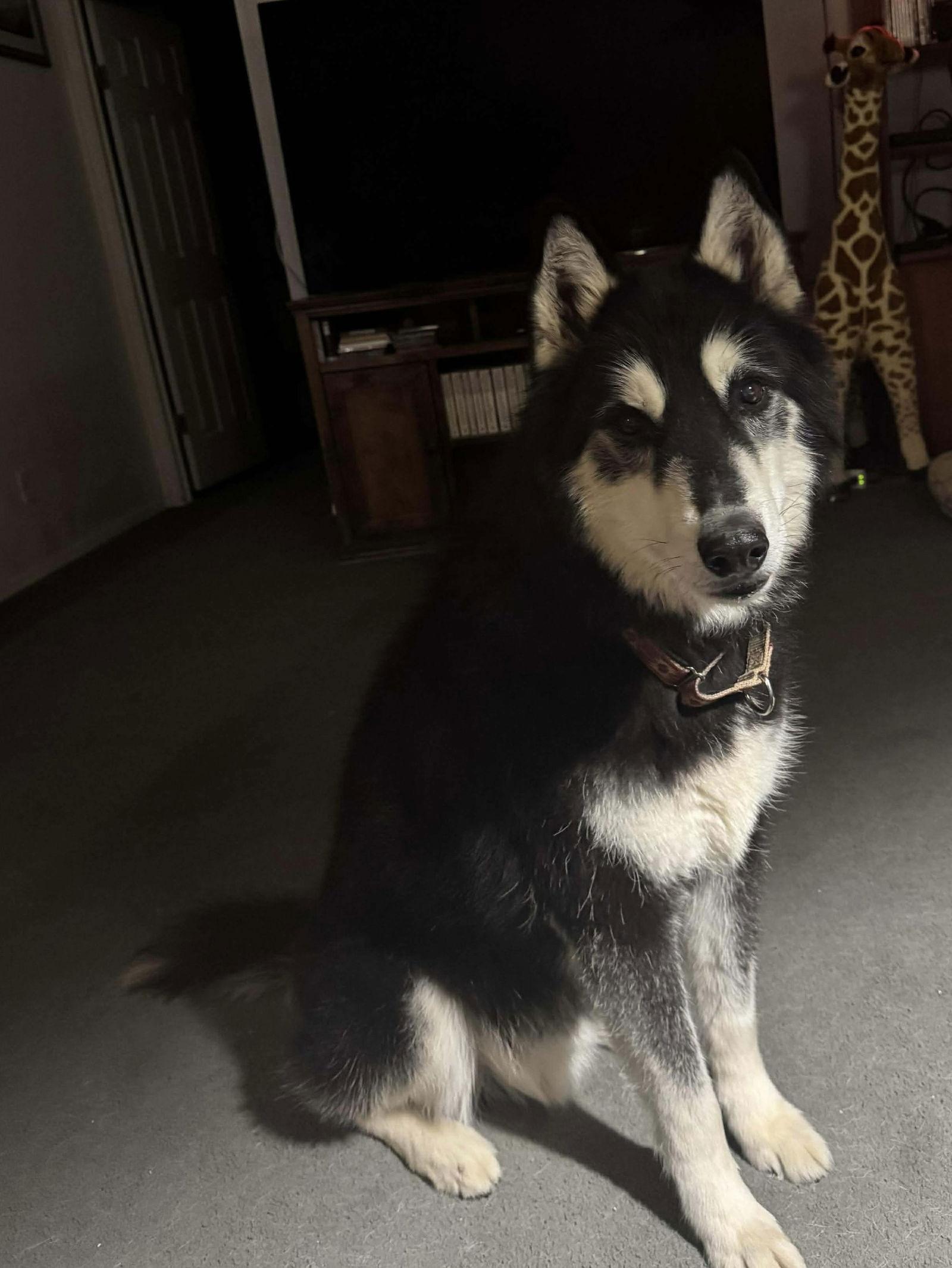 Enlarge Buck, a Adopted Siberian Husky in Cedar Crest, NM image 3/3