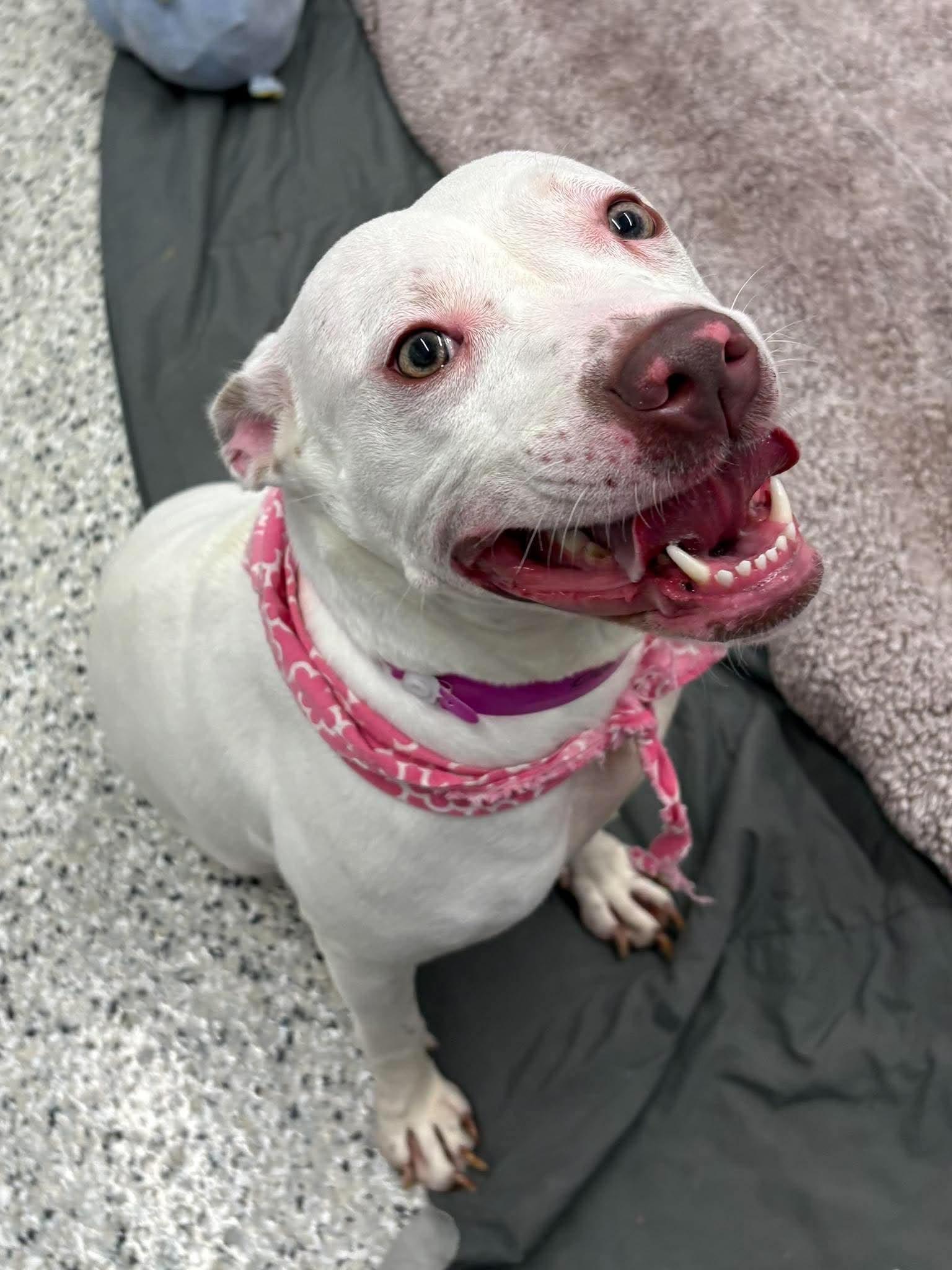 Enlarge Kerry, a Adoptable mixed breed in Oxford, MI image 3/6