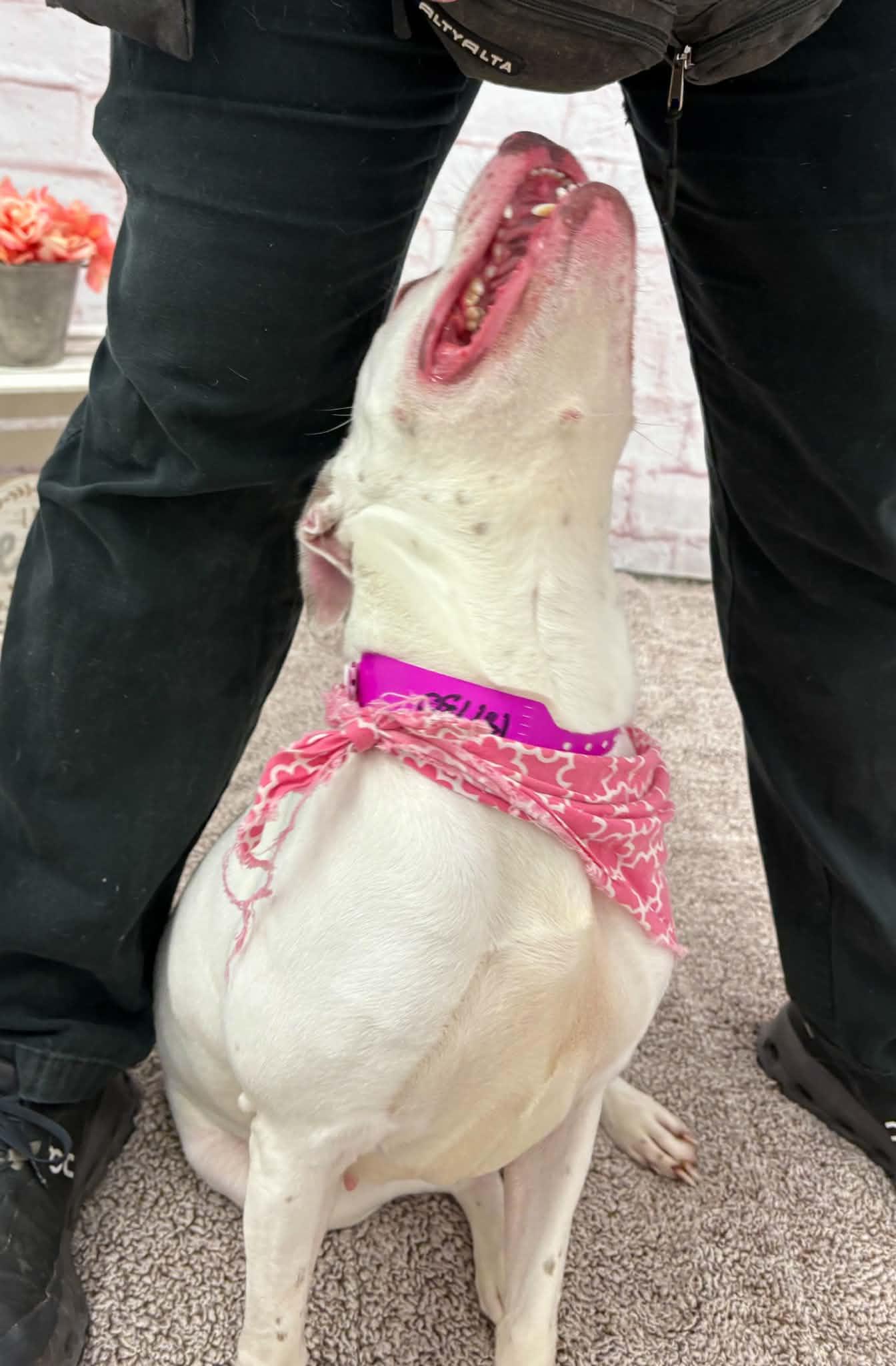 Enlarge Kerry, a Adoptable mixed breed in Oxford, MI image 4/6