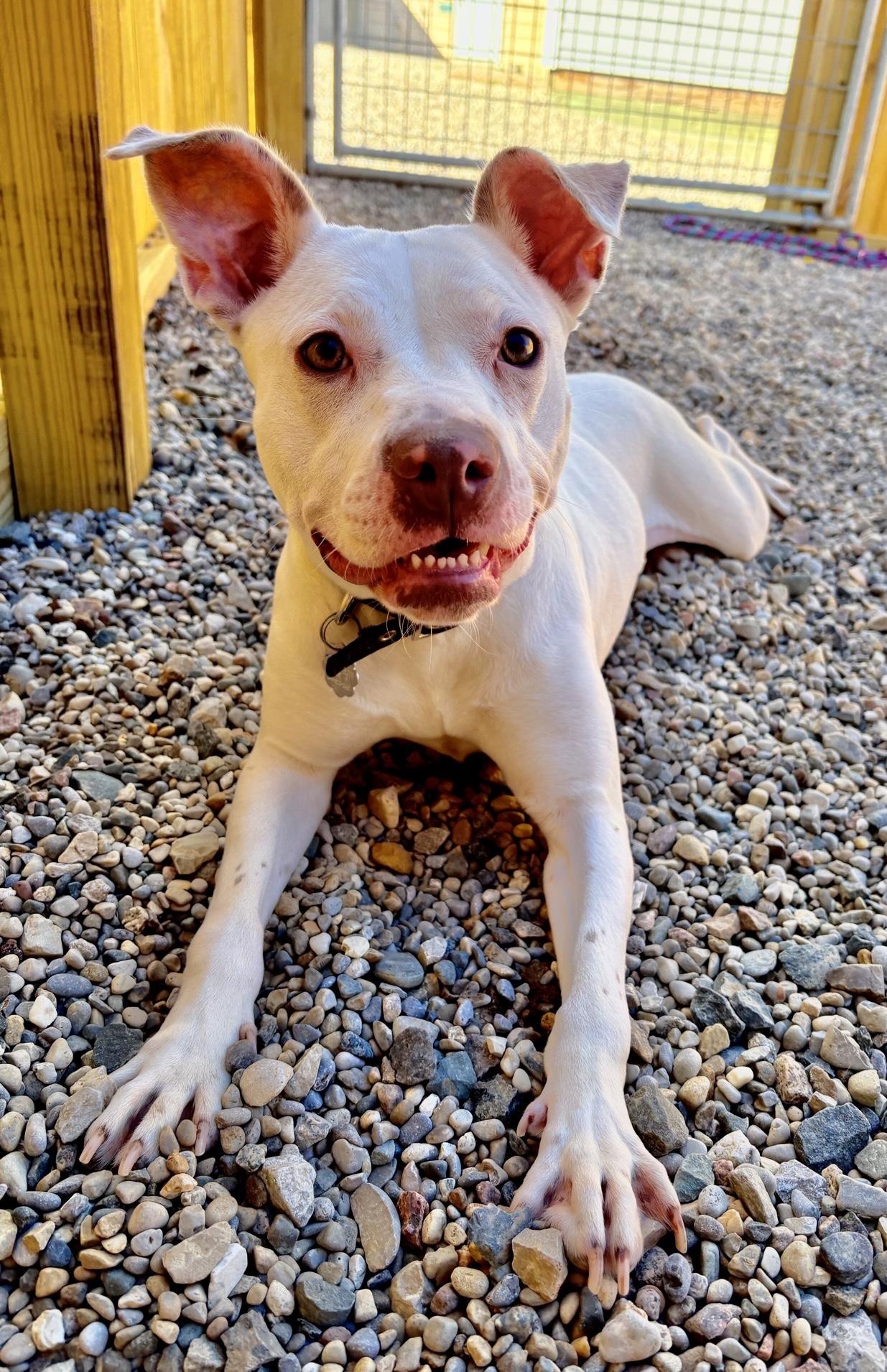 Kerry, Adoptable, Young Female Boxer & Mixed Breed.