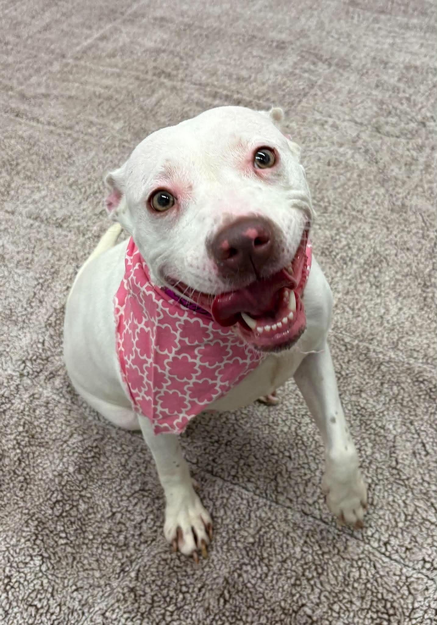 Enlarge Kerry, a Adoptable mixed breed in Oxford, MI image 2/6