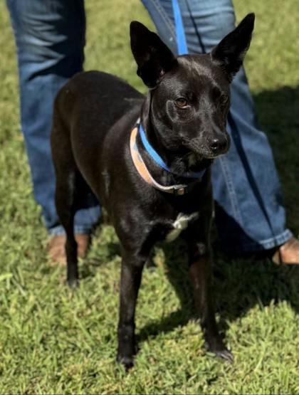 Lola, Adoptable, Adult Female Feist & Mixed Breed.