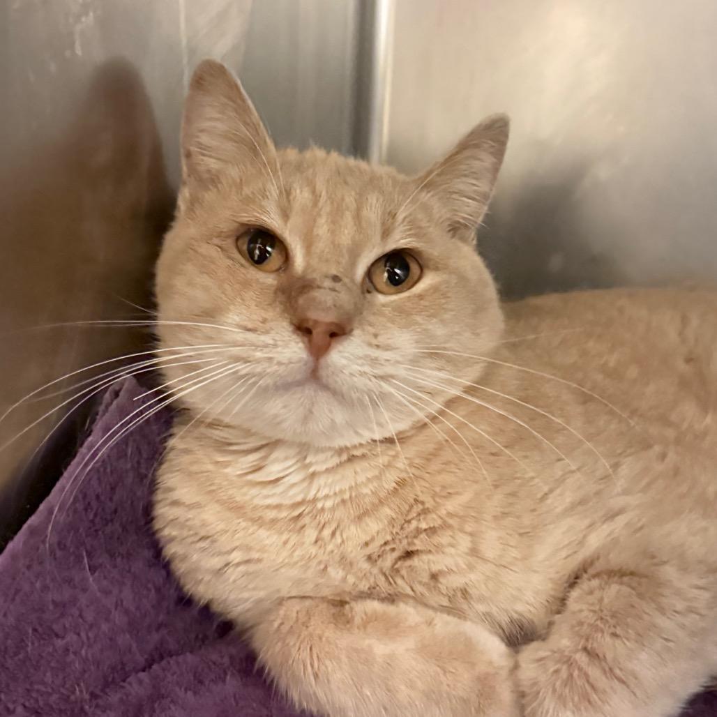 Koji, Adoptable, Adult Male Domestic Short Hair.