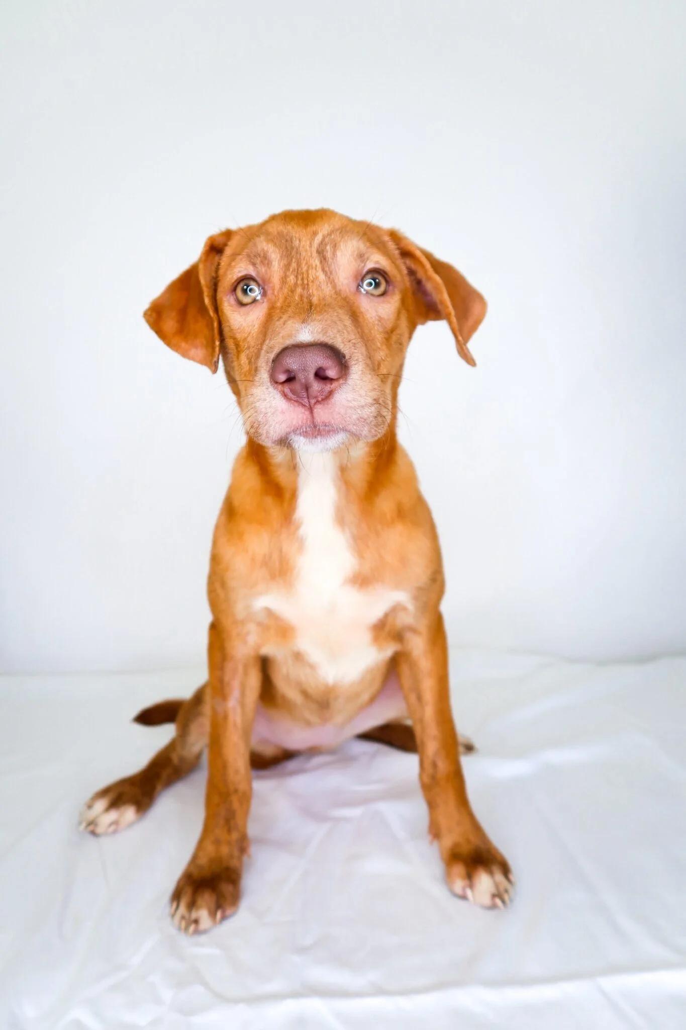 Perrie, Adoptable, Young Female Shepherd.