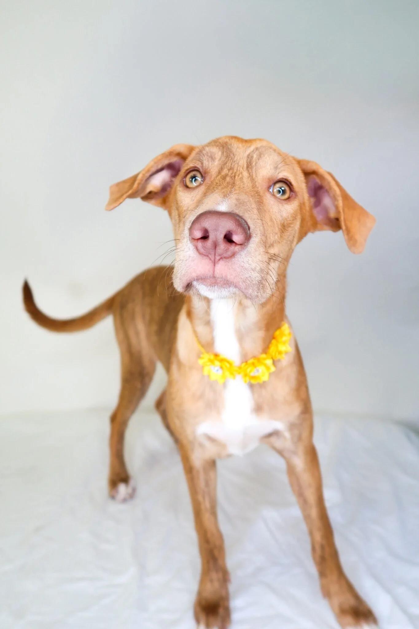 Perrie, Adoptable, Young Female Shepherd.