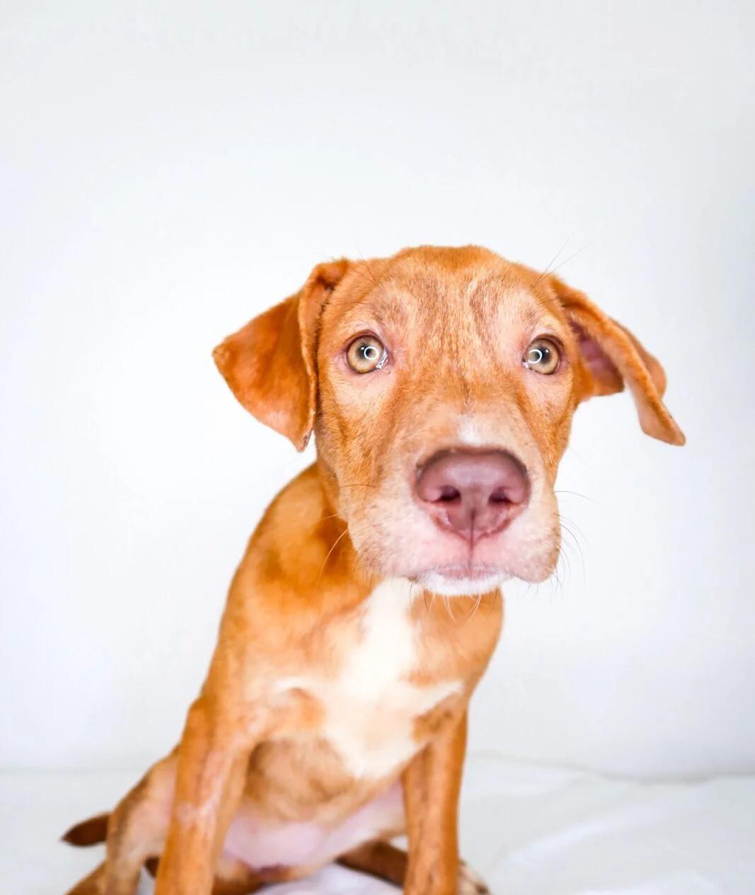 Perrie, a Adoptable mixed breed in Bixby, OK image 2/4