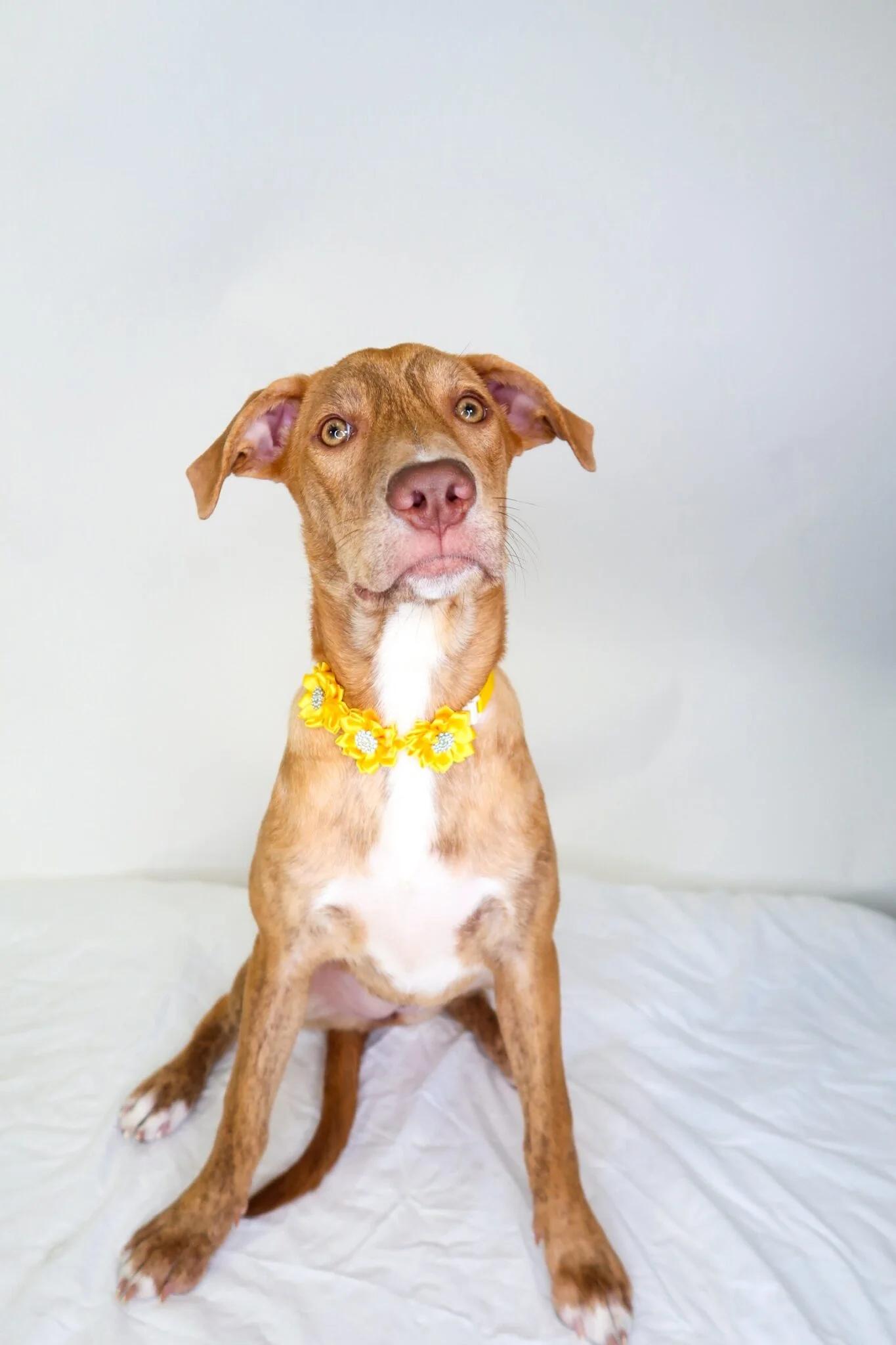 Enlarge Perrie, a Adoptable mixed breed in Bixby, OK image 2/5