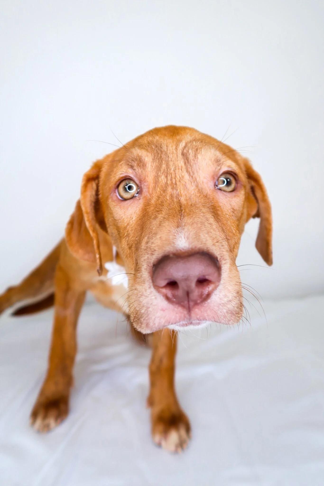 Perrie, a Adoptable mixed breed in Bixby, OK image 3/4