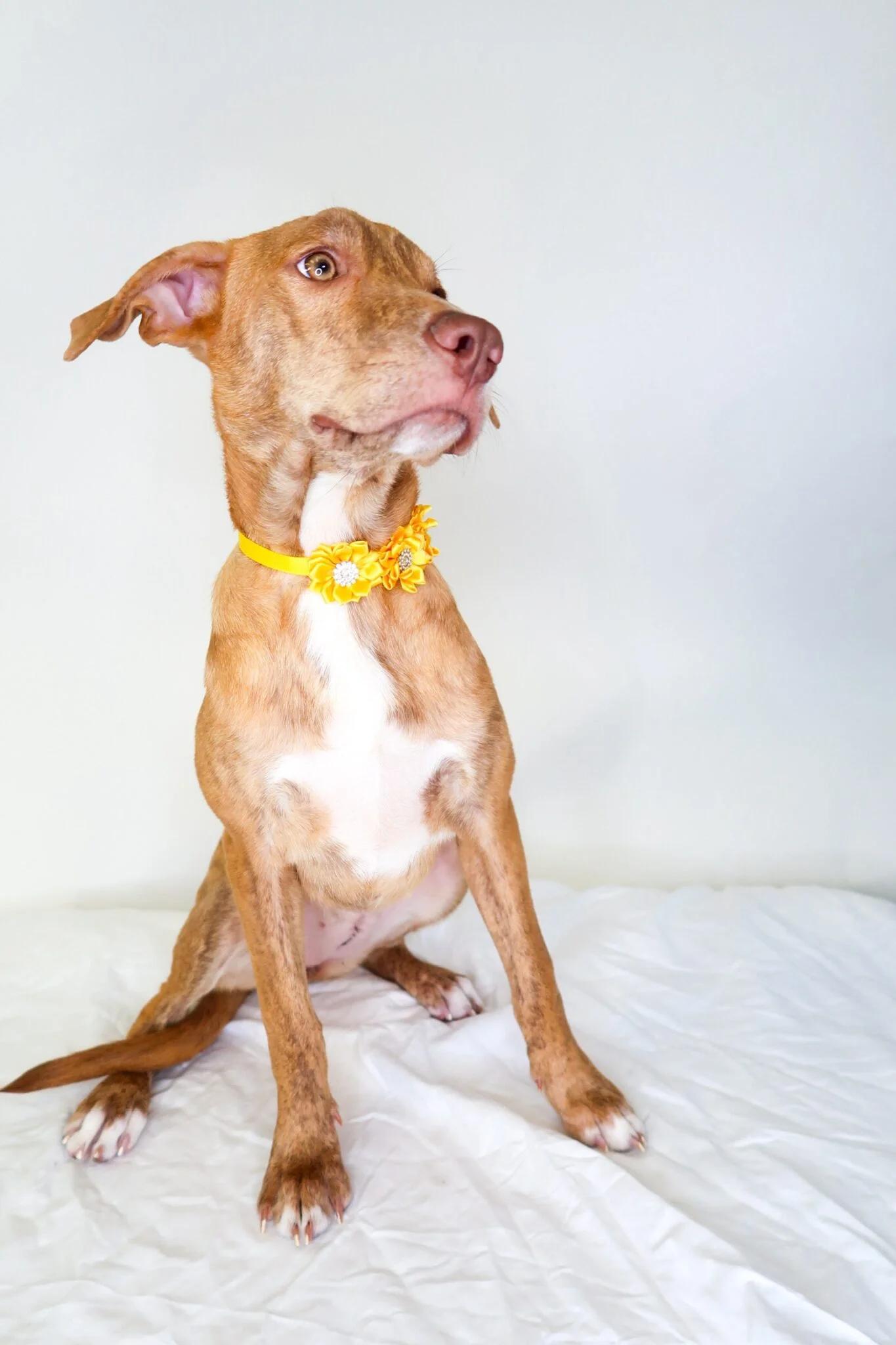 Enlarge Perrie, a Adoptable mixed breed in Bixby, OK image 4/5