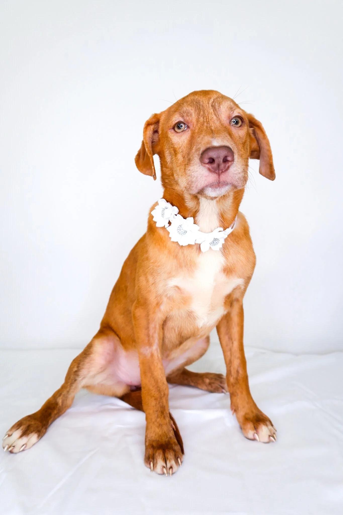 Perrie, a Adoptable mixed breed in Bixby, OK image 4/4
