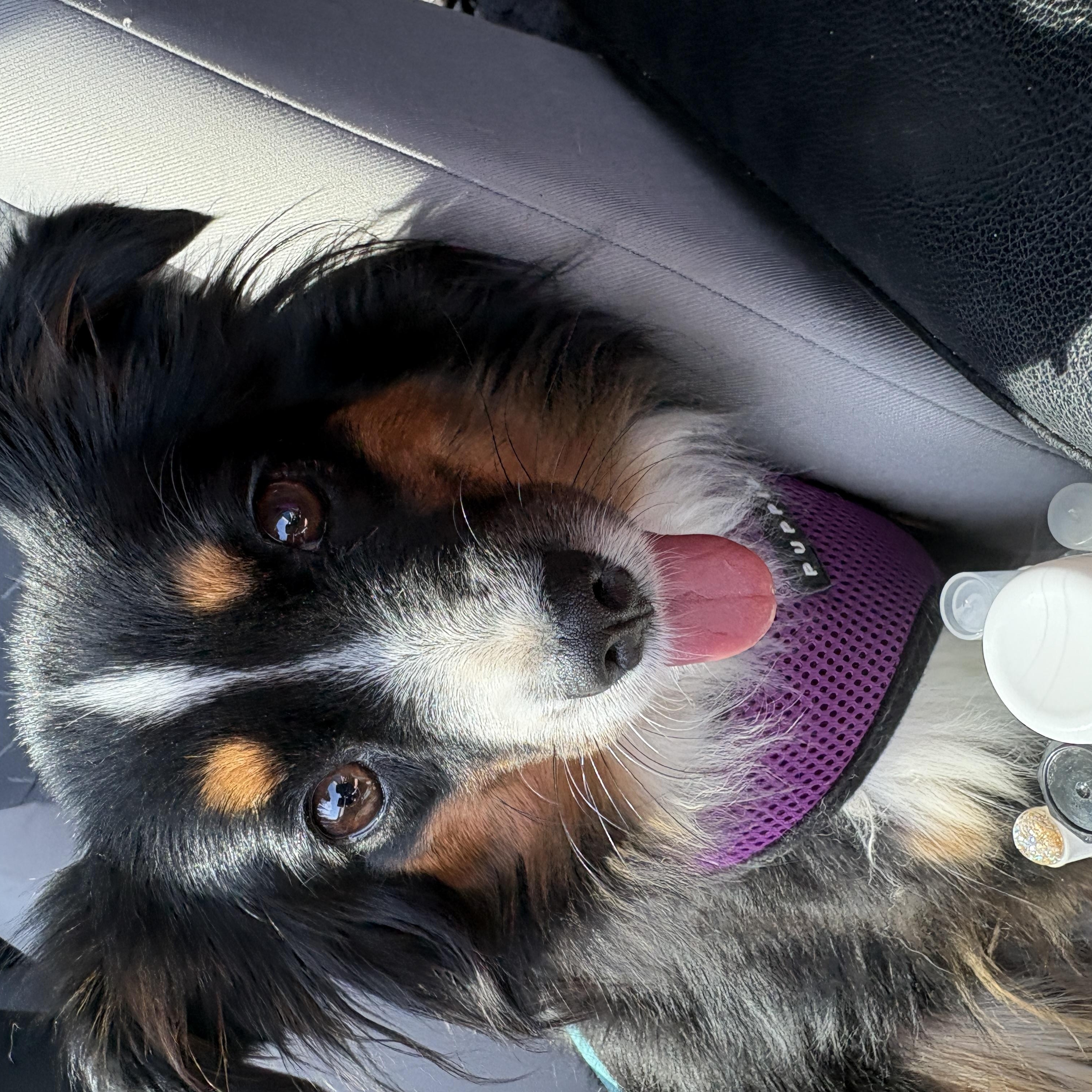 Birdie, adopted, Adult Female Australian Shepherd.
