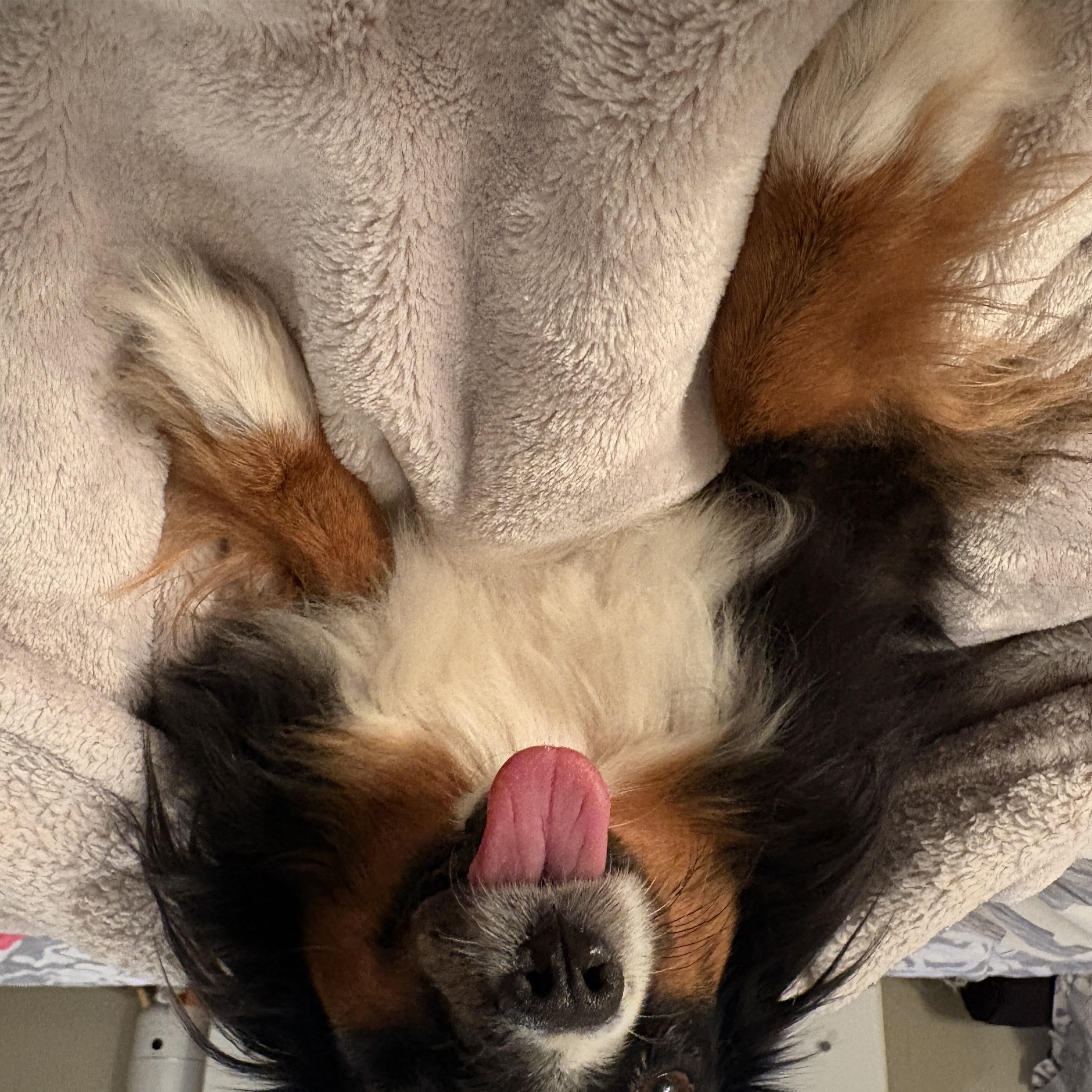Birdie, an adopted mixed breed in Denver, CO image 2/3
