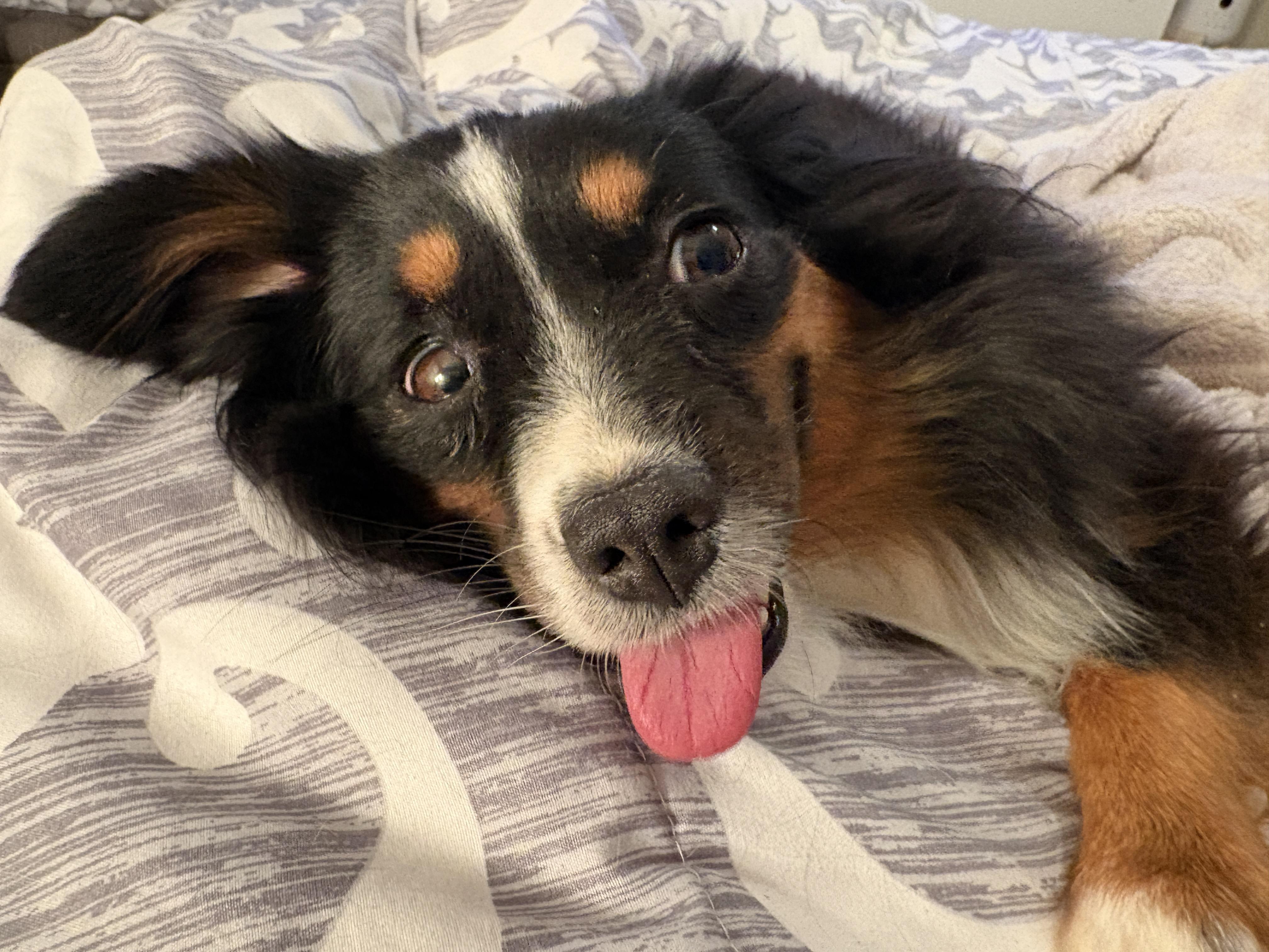 Birdie, an adopted mixed breed in Denver, CO image 3/3