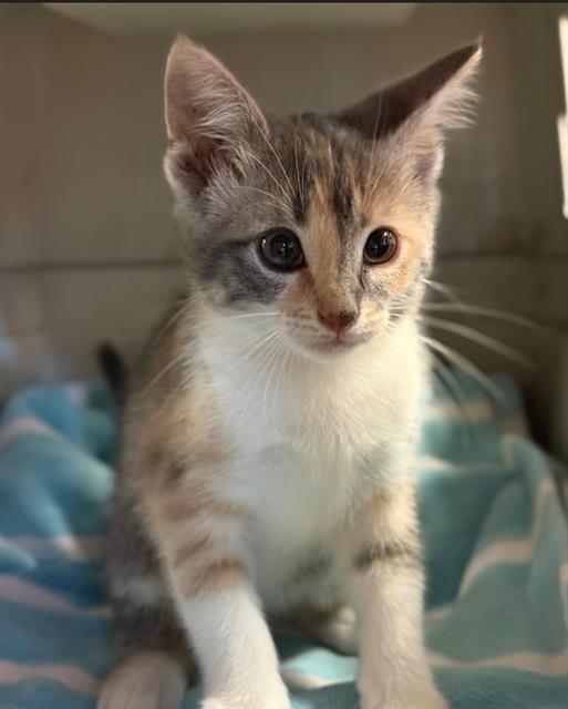 MILLIE, Adoptable, Kitten Female Domestic Short Hair.