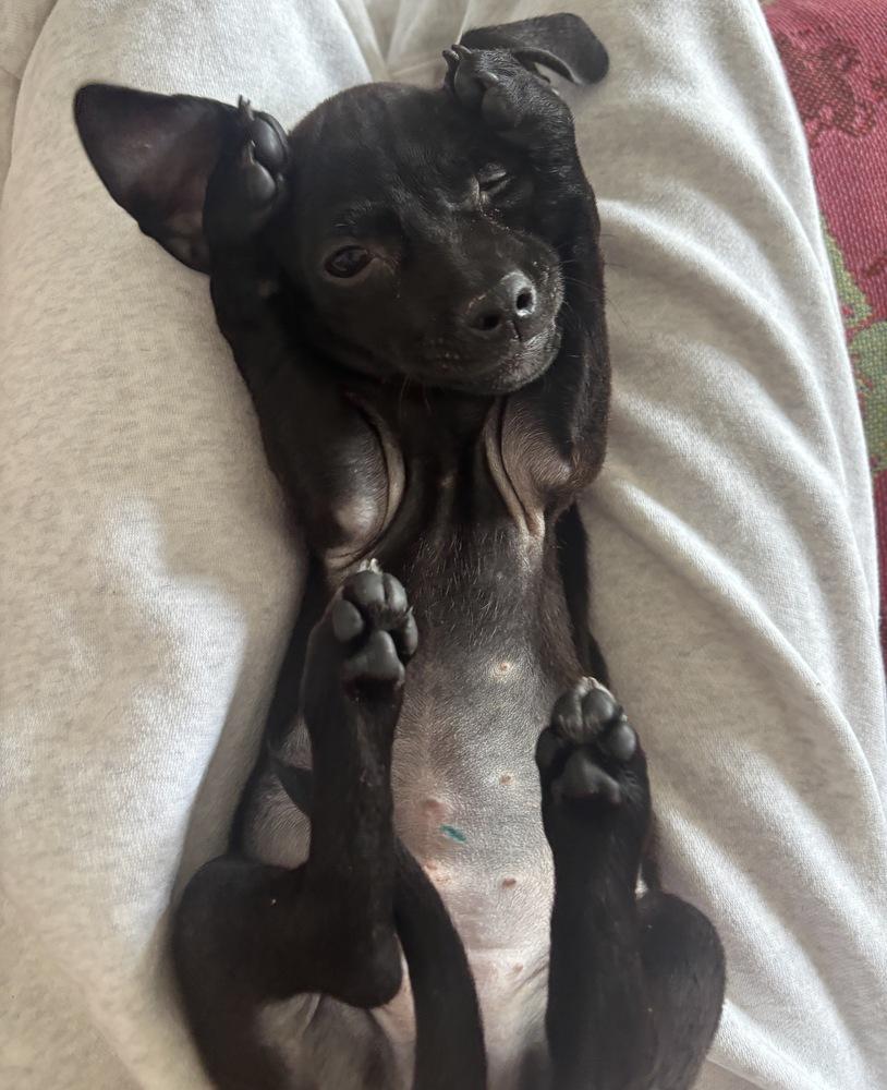 Enlarge Luna, a Adoptable mixed breed in New York, NY image 1/6