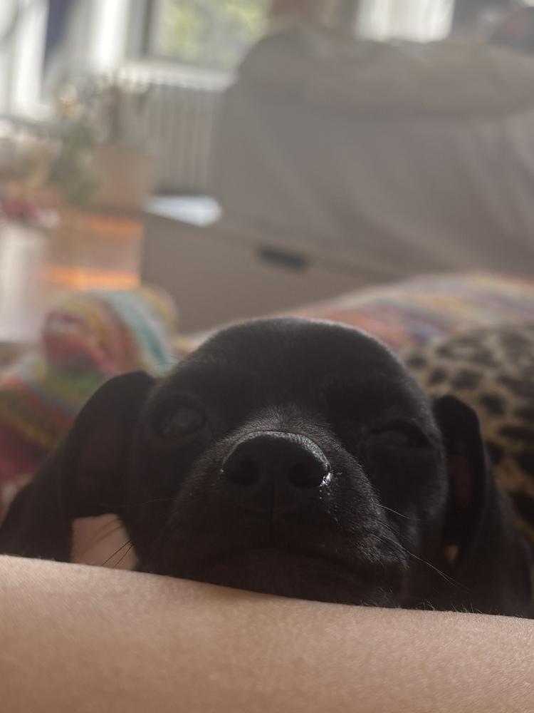 Enlarge Luna, a Adoptable mixed breed in New York, NY image 2/6