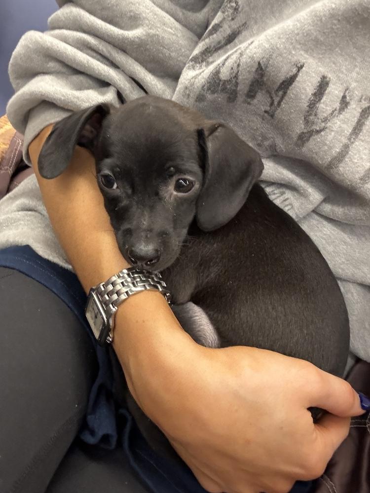 Enlarge Luna, a Adoptable mixed breed in New York, NY image 3/6