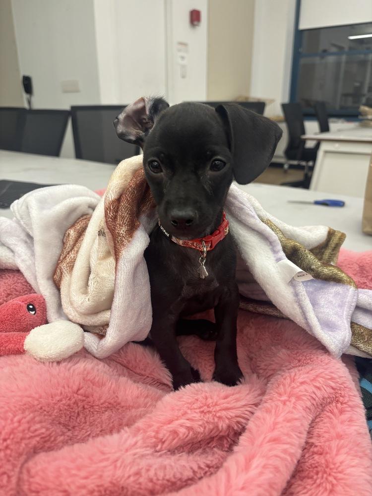 Enlarge Luna, a Adoptable mixed breed in New York, NY image 4/6