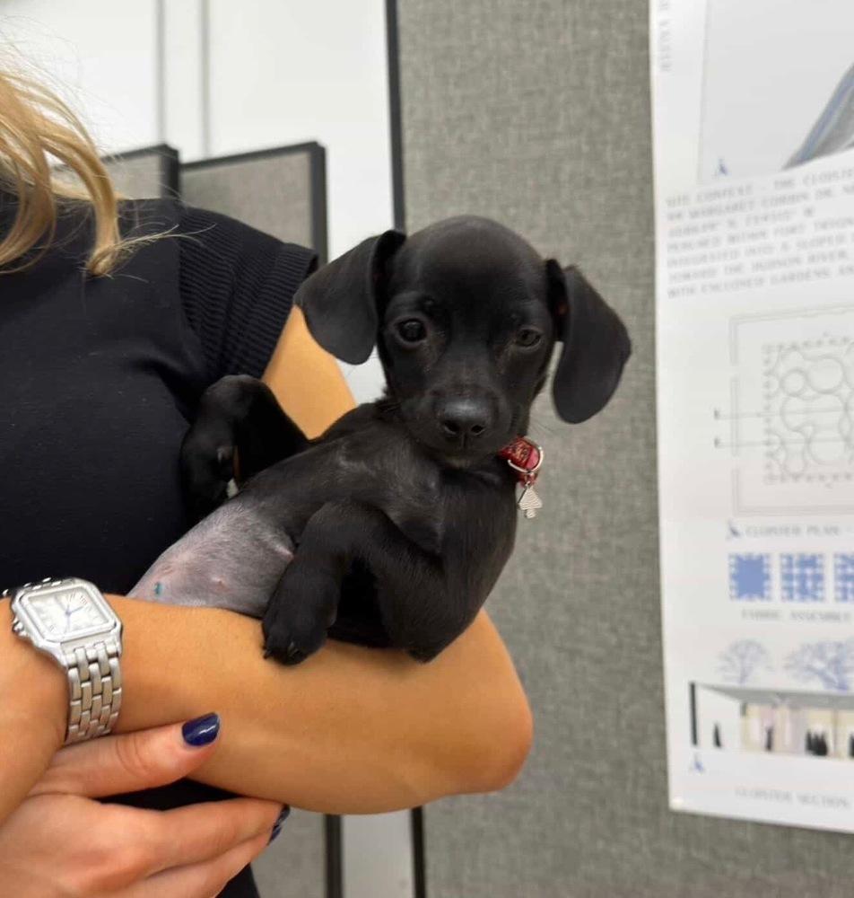 Enlarge Luna, a Adoptable mixed breed in New York, NY image 5/6