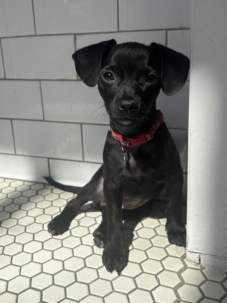 Enlarge Luna, a Adoptable mixed breed in New York, NY image 6/6