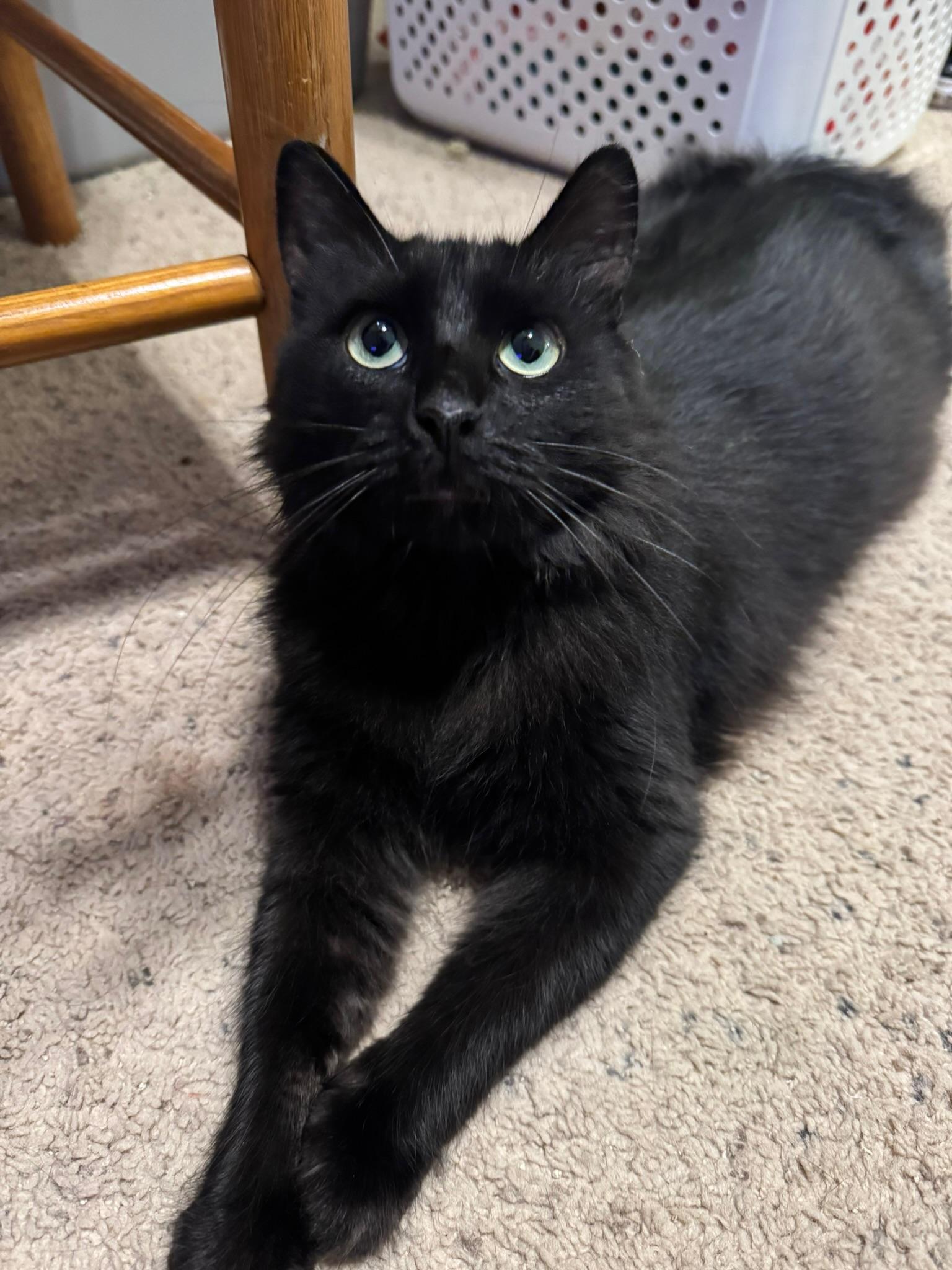 Freya, Adoptable, Adult Female Domestic Long Hair.