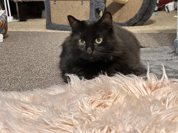 Freya, a Adoptable Domestic Long Hair in Wilmington, NC image 3/5