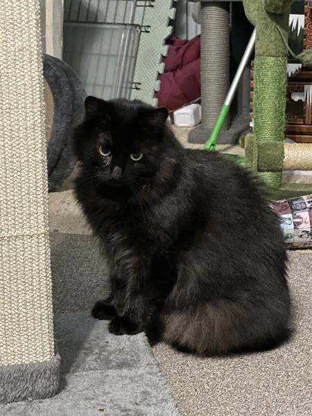 Freya, Adoptable, Adult Female Domestic Long Hair.