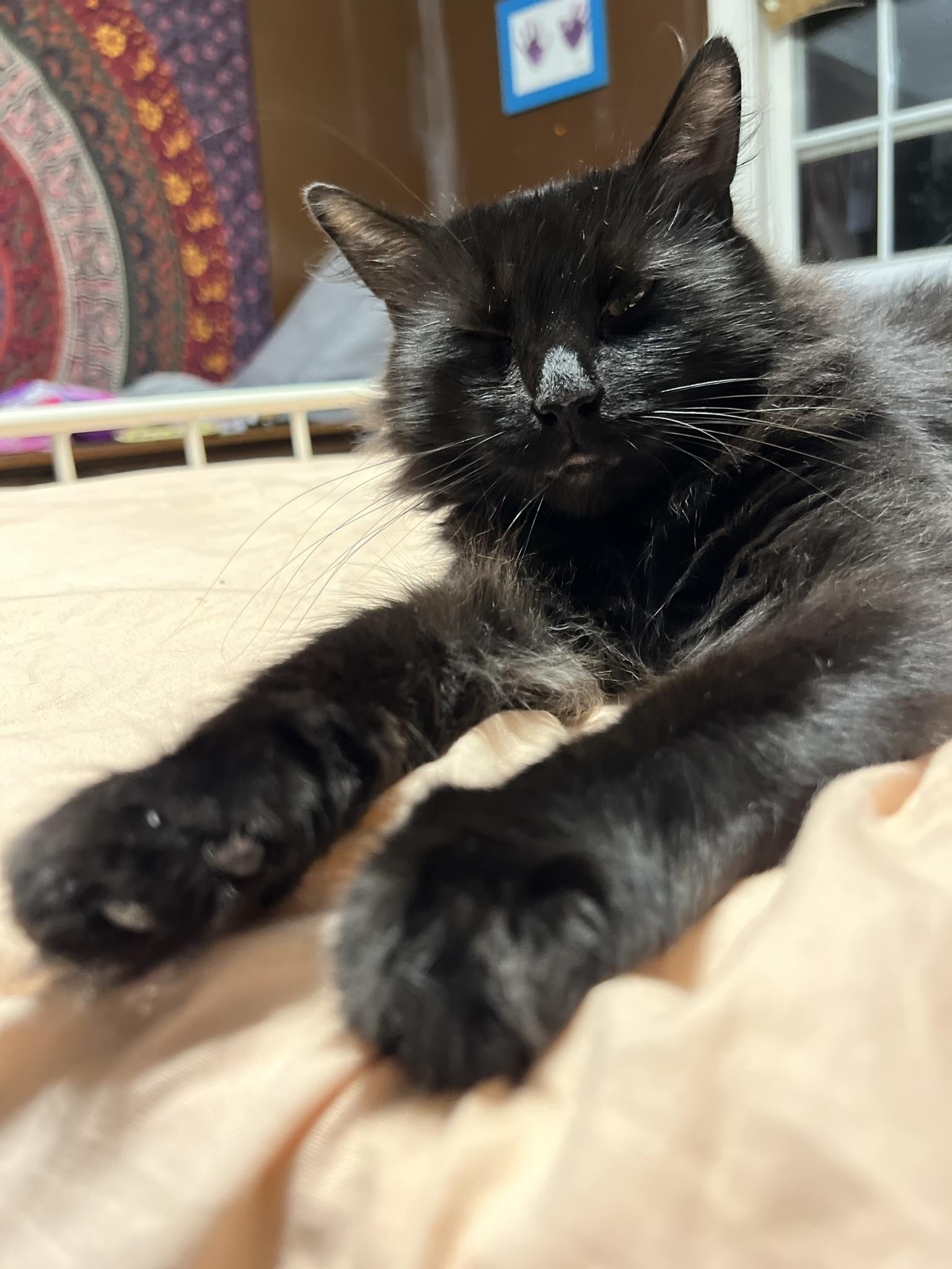 Freya, a Adoptable Domestic Long Hair in Wilmington, NC image 5/5