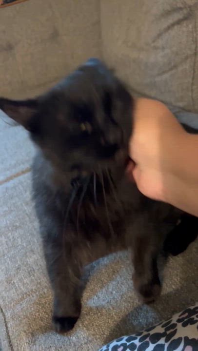 Enlarge Freya, a Adoptable Domestic Long Hair in Wilmington, NC video 4/5