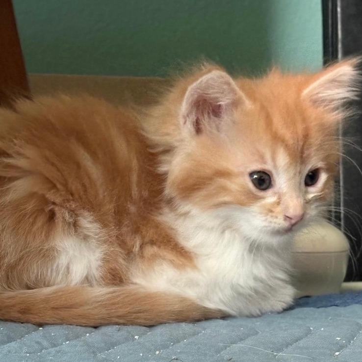 Copper, Adoptable, Kitten Male Domestic Medium Hair.