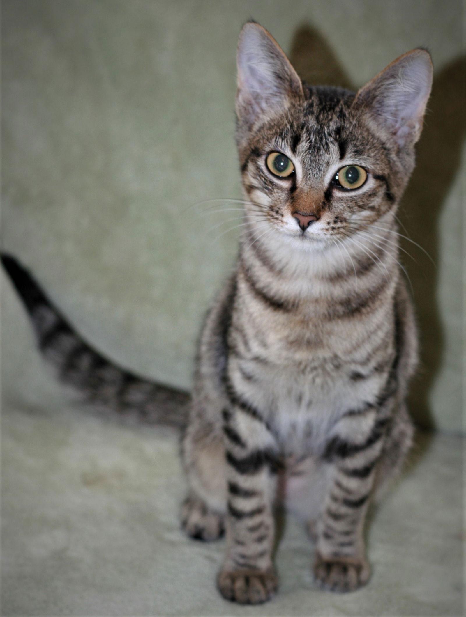 Spicy (Really a sweety!), a Adoptable mixed breed in Attalla, AL image 1/3