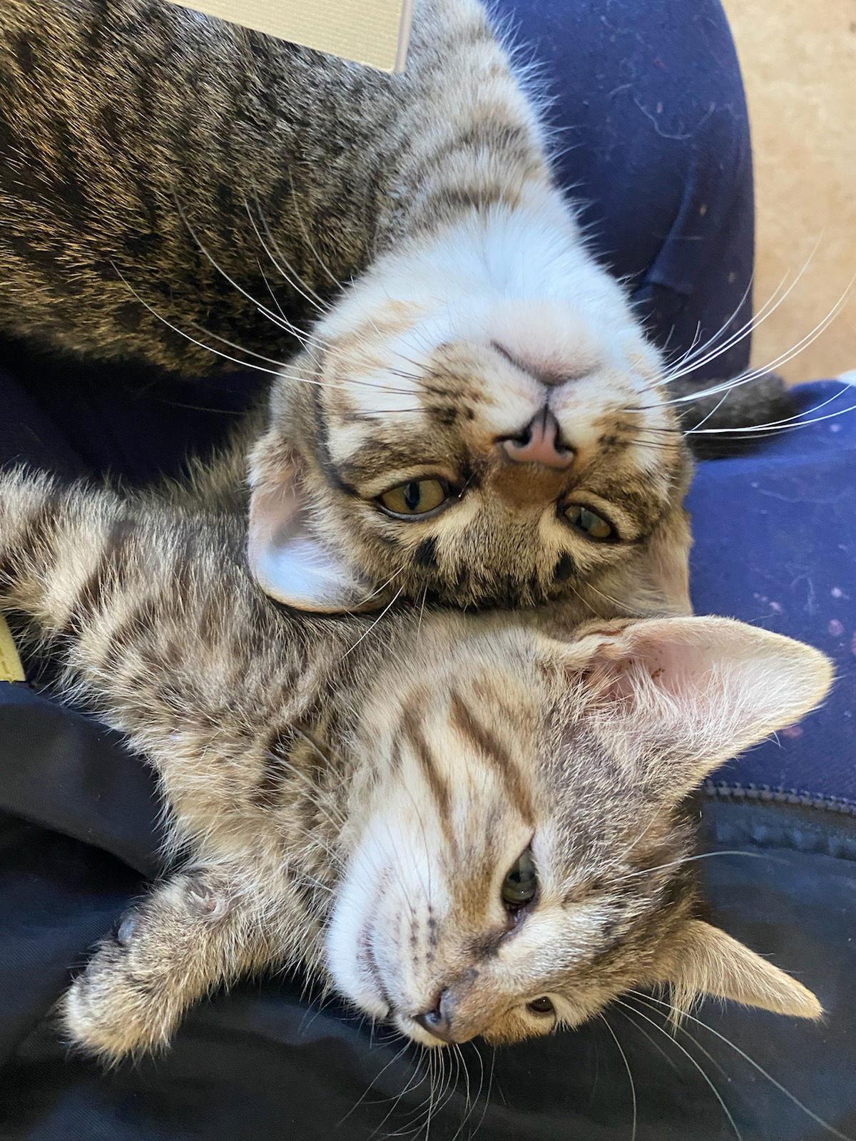 Spicy (Really a sweety!), a Adoptable mixed breed in Attalla, AL image 3/3